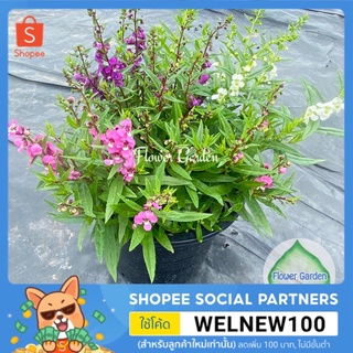 Flower garden F11 ต้นฟอร์เก็ตมีน็อท(อย่าลืมฉัน) มีหลายสี กระถาง 8 นิ้ว เทียนญี่ปุ่น/แวววิเชียร