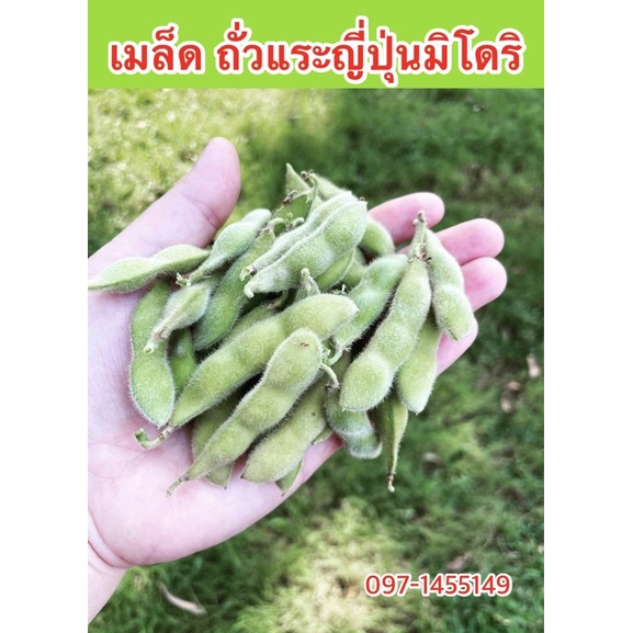 เมล็ดพันธ์ุถั่วแระญี่ปุ่นปลูกในไทยได้รสชาติดีมีกลิ่นหอม 100เมล็ด

<p>“><center></p>
<h4></h4>
<p><p><font color=