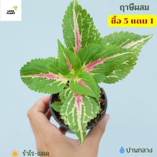 ฤาษีผสม ต้นฤาษีผสม ฤษีผสม coleus kong mosaic ซื้อ 5 ฟรี  1 ต้นไม้มงคล ไม้มงคล ฟอกอากาศ พร้อมส่งกระถาง 3 นิ้ว