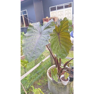 colocasia black onyx-โคโลคาเซีย แบล็ค โอนิกซ์