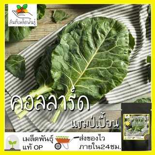 เมล็ดพันธุ์ คอลลาร์ด แชมป์เปี้ยน (ปูเล่ฝรั่ง) 300 เมล็ด Champion Collard seed เมล็ดพันธุ์แท้ นำเข้าจากต่างประเทศ ปลูกผัก