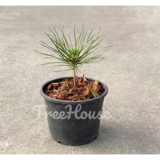 สนดำญี่ปุ่น กระถาง 6 นิ้ว / apanese black pine pot6