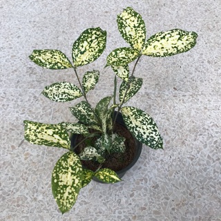ไผ่ฟิลิปปินส์ด่าง ; D. Surculosa Florida Beauty