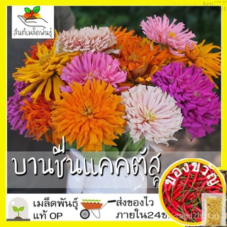 เมล็ดอวบอ้วน100%เมล็ดพันธุ์ บานชื่นแคคตัสคละสี 100 เมล็ด Mixed Cactus Zinnia Seed เมล็ดพันธุ์แท้ นำเข้าจากต่างประเทศ ปลู