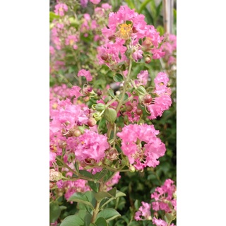 ต้นยี่เข่งสีชมพู Pink crape myrtle