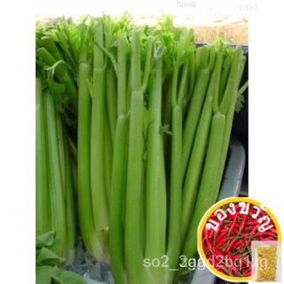 Guaranteed germination rate 1000 TALL UTAH CELERY Apium Graveolens Vegetable Seeds YI2Mเสื้อ/กุหลาบ/ผักชี/แม่และเด็ก/พาส