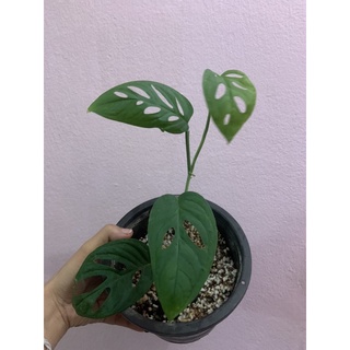 มอนสเตอร่า อคูมินาต้า  Monstera acuminata