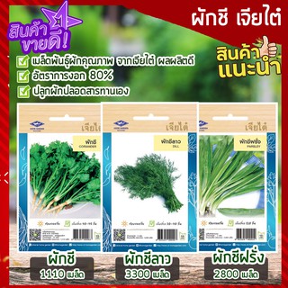 เจียไต๋ 🥦 เมล็ดผักชี 1000-3000 เมล็ด ผักชี ผักสวนครัว ผักชีลาว ผักชีฝรั่ง  เมล็ดพันธุ์ผักคุณภาพ