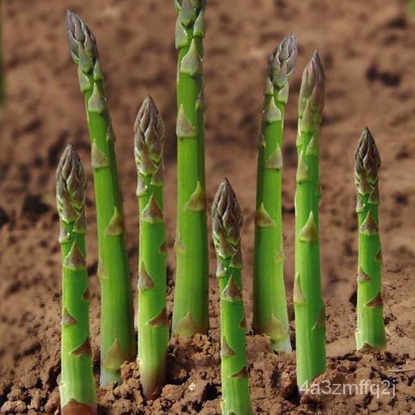 （การันตีอัตรางอก）20 pcs Seeds Green White Asparagus Seed Asparagus Organic Vegetable seeds เมล็ดพันธ