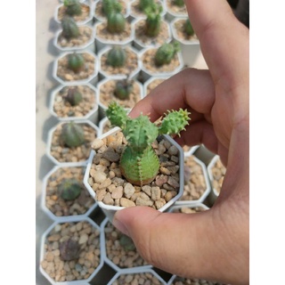 ยูโฟเบียนักกล้าม Euphorbia pseudoglobosa 🌵💪🌵💪🌵💪