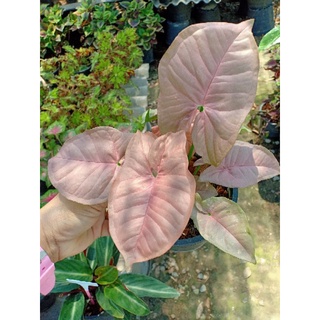 ต้นออมชมพู (Syngonium Pink) ไม้มงคลสีชมพูหวานๆ  พุ่มสวยๆไม้ฟอกอากาศ🌲ส่งเป็นต้นพร้อมกระถาง