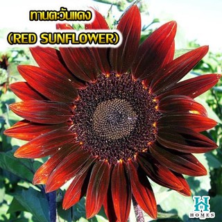 🌸 ทานตะวันแดง (RED SUNFLOWER) 🌈 20 เมล็ด ดอกไม้ 🌸เมล็ดพันธุ์ดอกไม้