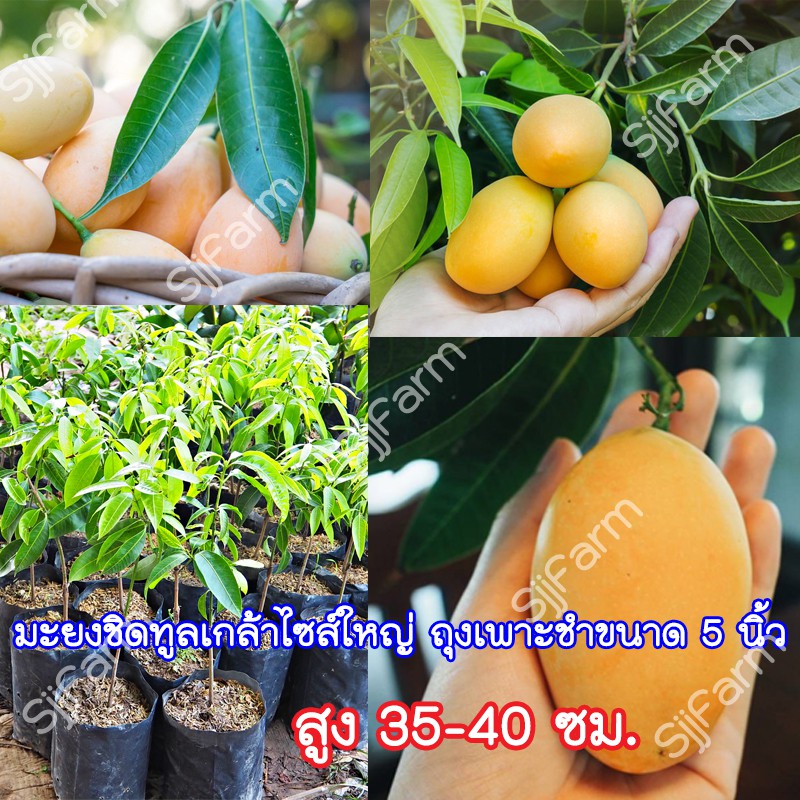 1ต้น ต้นมะยงชิดทูลเกล้า"ซร์กลาง ให้ผลใหญ่เท่าไข่ไก่กรอบ ต้นเสียบยอดสูงประมาณ 35-40 ซม.ถ่ายจากสินค้าจริง
