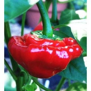 เมล็ด พริกจาไมก้า สีแดง - Red Jamaican Scotch Bonnet Pepper