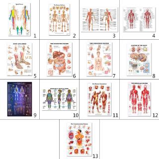 BTF  Anatomical Poster Set - Laminated - Muscular, Skeletal, Digestive, Respiratory