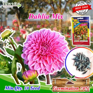 Dahlia seeds เมล็ดดอกรักเร่ 30 เมล็ด ปลูกง่าย ขึ้นดี ดอกใหญ่ เมล็ดคุณภาพ