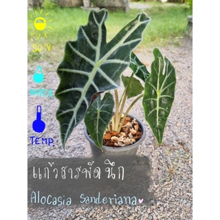 แก้วสารพัดนึก Alocasia sanderiana Bull. ใบใหญ่มากค่ะ