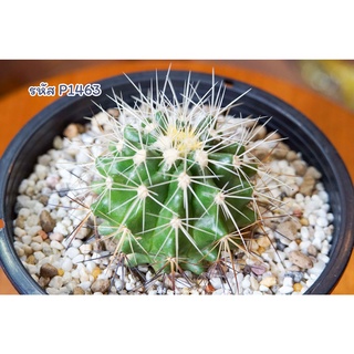 ถังเงิน แคคตัส (Echinocactus grusonii var. albispinus)