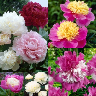 20 เมล็ด เมล็ดโบตั๋น ดอกโบตั๋น ดอกพีโอนี (Peony) คละสี