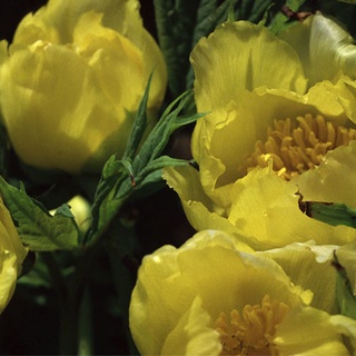 20 เมล็ด เมล็ดโบตั๋น ดอกโบตั๋น ดอกพีโอนี (Peony) สีเหลือง Yellow Peony