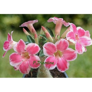 คิตตี้ kitty ต้นชวนชม ดอกชั้นเดียว ไม้รุ่นเก่าเริ่มหายาก  adenium desert rose plant