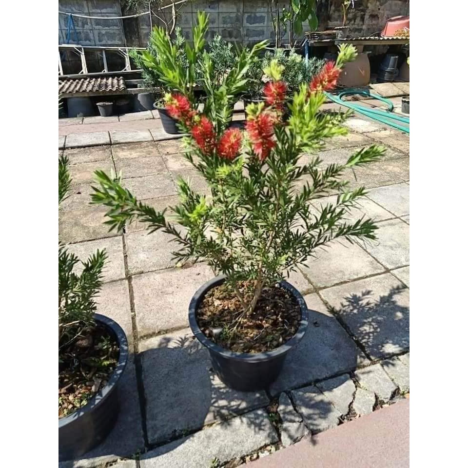 red-melaleuca-viminalis-shopee-thailand