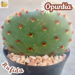 [โอพันเทียรูฟีด้า] Opuntia Rufida  ส่งพร้อมกระถาง แคคตัส Cactus Succulent ไม้อวบน้ำ พืชอวบน้ำ ไม้หนาม ไม้โขด ไม้ทะเลทราย