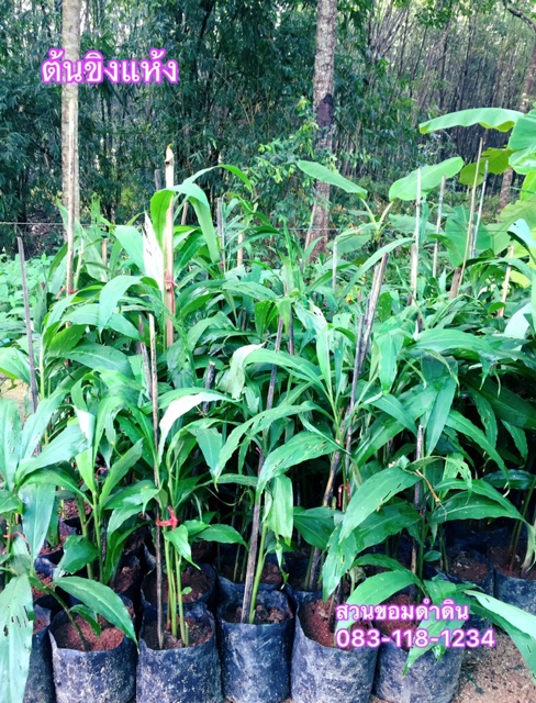 ต้นขิงแห้ง ขิงป่า เหง้าขิงป่า - รูปที่ 2