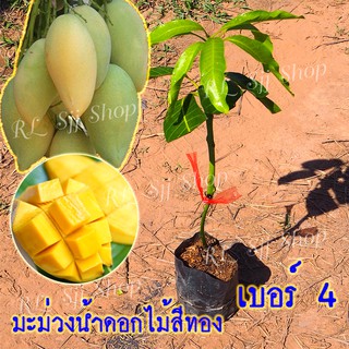 2 ต้น ต้นกล้ามะม่วงน้ำดอกไม้สีทอง เบอร์ 4  เสียบยอดโตเร็ว ผลใหญ่ แผลแห้งสนิท ลูกดก รับประกันพันธุ์แท้ สินค้าพร้อมส่ง!!!