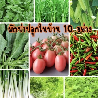 เมล็ดผัก ผักสวนครัว ผักน่าปลูก 10 อย่าง ปลูกง่ายมาก