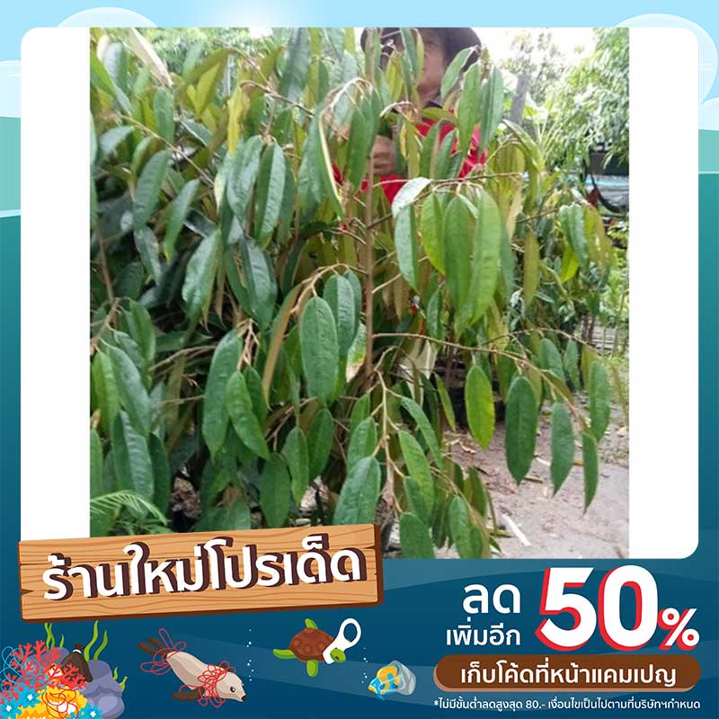 ต้นทุเรียนมูซานคิง เสียบยอดความสูง1.2-1.5เมตร(ช่วงลดราคาปกติ550ลดเหลือ450)