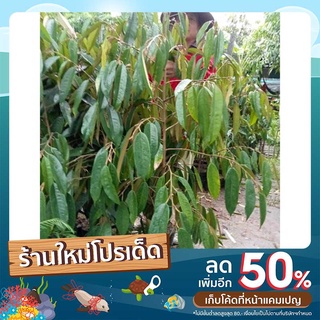 ต้นทุเรียนมูซานคิง เสียบยอดความสูง1.2-1.5เมตร(ช่วงลดราคาปกติ550ลดเหลือ450)