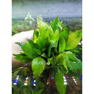 สติกต้าแคระ หางนกยูงแคระพร้อมปลูก (hygrophila​ siamensis)​ ต้นไม้น้ำ ต้นไม้น้ำพร้อมปลูก  ***กรุณาอ่านรายละเอียดก่อนสั่งซ