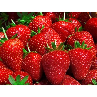 20 เมล็ด Selva Strawberry เมล็ดสตอเบอร์รี่ สตรอเบอร์รี่ สตอเบอรี สตอเบอรี่