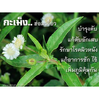 เมล็ดพันธุ์กะเม็งตัวเมีย700เมล็ด