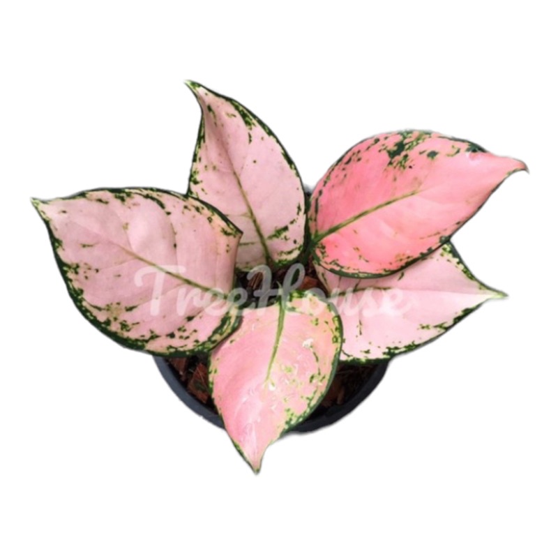 อัญมณีชมพู หรือต้น Lucky pink สีชมพูพาสเทล สวยหวาน กระถาง 6 นิ้ว