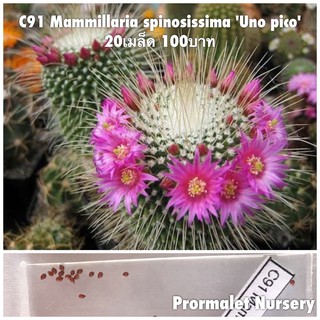 C91 Mammillaria spinosissima Uno pico 20เมล็ด 100บาท