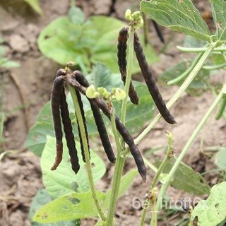 High Yielding MONGGO SEEDS / MUNGBEAN - (135 seeds) FOR PLANTING ONLY生菜/母婴/向日葵/芹菜/园艺/苹果/男装/seeds/花园/香菜/ SGRD