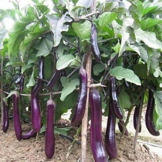 （อัตราการปลูกสูง）ขายส่ง โปร ลดสุด80% กุหลา เมล็ดพันธุ์มะเขือม่วงก้านดำ Purple Eggplant Black Rod Seeds 200 เมล็ด เมล็ดพั