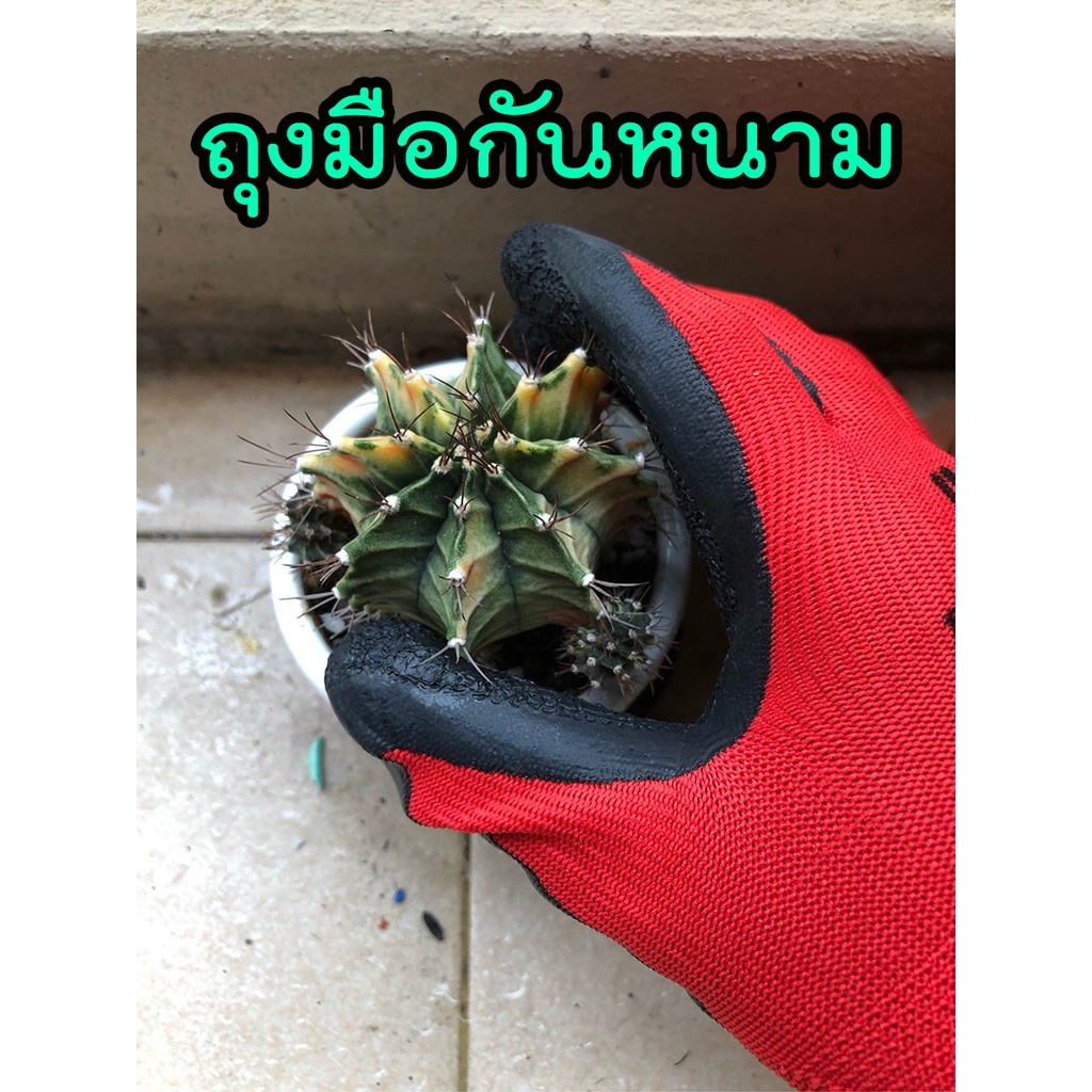 My Image 27
