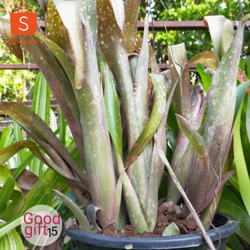 สับปะรดสี บิลเบอร์เกีย สีด่างสวย Bilbergia (มีของแถม) มีดอกสวย แตกหน่อไว ทน จัดส่งถอดกระถาง (มีสินค้ากดสั่งได้เลยค่ะ)