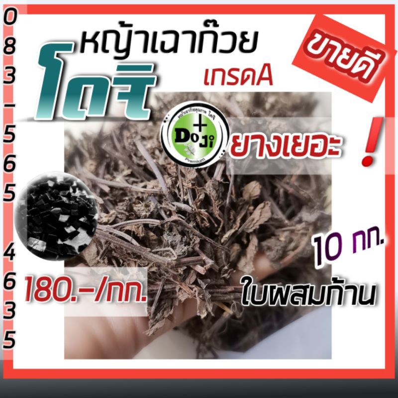 *ข​ า​ ย​ ดี​ H O​T‼️ใบเฉาก๊วย​ โดจิ แท้ เกรดAใบก้าน 10kg ยางดี