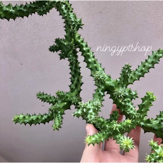 กิ่งเก๋งจีนเด็ดสด เก๋งพรมเปอร์เซีย Edithcolea grandis