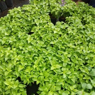 🌱ต้นยี่หร่า🌱ต้นกระเพราควาย🌱(ปลูกด้วยวิธีปลอดสารพิษ)กลิ่นหอมมากๆ ในถุงดำขนาด 6 นิ้วพร้อมปลูก