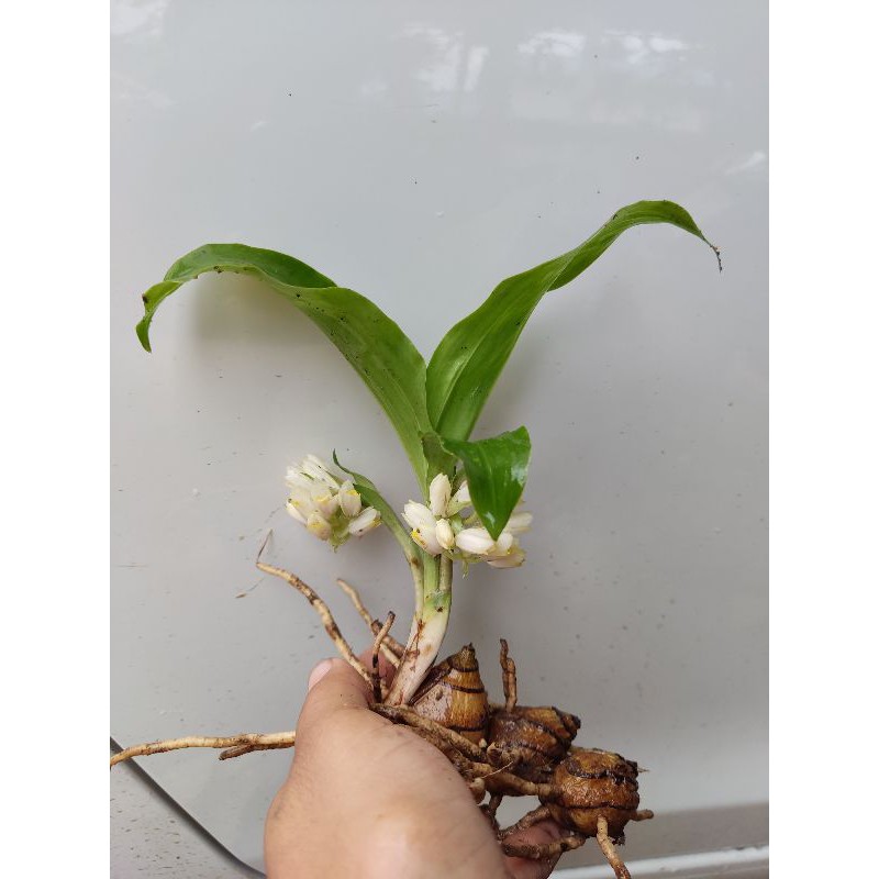 ว่านจูงนาง ว่านเสน่ห์มหานิยม🌱หัวละ5฿5฿5฿🎉
