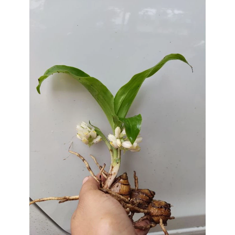 ว่านจูงนาง ว่านเสน่ห์มหานิยม🌱หัวละ5฿5฿5฿🎉