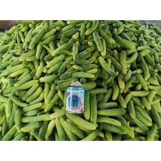 ซีน่อน 08 ใหม่ แตงกวาลูกผสม แตงกวา ตราดาวทอง ลอตใหม่ล่าสุด