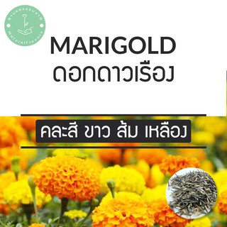 (พร้อมส่ง🌼) 440+เมล็ด 59.- สุดคุ้ม ดาวเรือง Marigold คละสี ขาว ส้ม เหลือง เหลืองเข้ม ฯลฯ พันธุ์แท้ PO นำเข้า