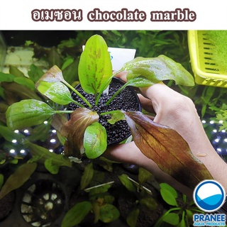 อเมซอน Echinodorus Chocolate marble (535) ต้นไม้น้ำ ต้นไม้น้ำพร้อมปลูก ไม้น้ำตกแต่งตู้ปลา ***กรุณาอ่านรายละเอียดก่อนสั่ง