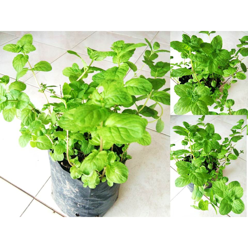 เปปเปอร์มิ้นท์ ขายต้นพันธ์ุเปปเปอร์มิ้นท์